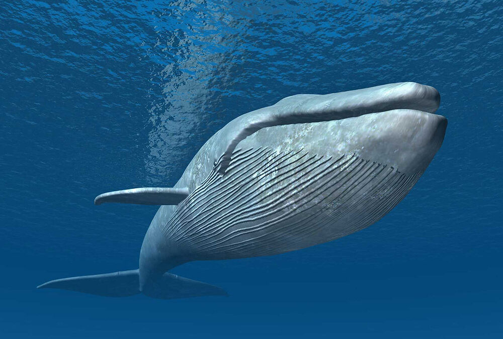 Blue Whale Monitoring